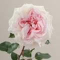 Tavola Bridal Pink single rose
