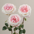 Tavola Bridal Pink Trio roses