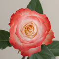 Tavola Cabaret single rose