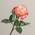 Tavola Cabaret stem rose