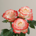Tavola Cabaret trio roses