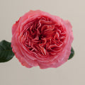 Tavola Candy Xpression single rose