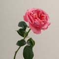 Tavola Candy Xpression stem rose
