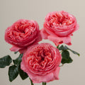 Tavola Candy Xpression trio roses