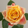 Tavola Cherry Brandy single rose