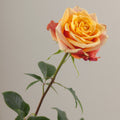 Tavola Cherry Brandy stem rose