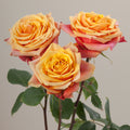 Tavola Cherry Brandy trio roses