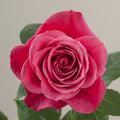 Tavola Cherry O single rose