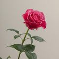 Tavola Cherry O stem rose