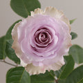Tavola Cooldown single rose