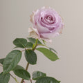 Tavola Cooldown stem rose