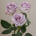 Tavola Cooldown trio roses