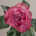 Tavola Country Blues single rose