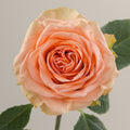Tavola Country Home single rose
