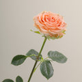 Tavola Country Home stem rose
