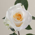 Tavola Creme de la Creme single rose