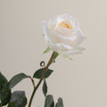 Tavola Creme de la Creme stem rose
