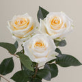 Tavola Creme de la Creme trio roses