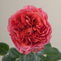 Tavola Dark Xpression single rose