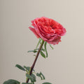 Tavola Dark Xpression stem rose