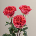 Tavola Dark Xpression trio roses