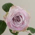 Tavola Faith single rose