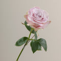 Tavola Faith stem rose