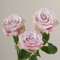 Tavola Faith trio roses