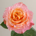 Tavola Free Spirit single rose