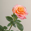 Tavola Free Spirit stem rose