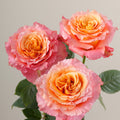 Tavola Free Spirit trio roses