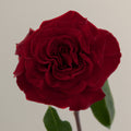 Tavola Hearts single rose