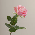 Tavola Hermosa stem rose