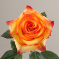 Tavola High & Magic single rose