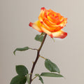 Tavola High & Magic stem rose