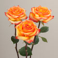 Tavola High & Magic trio roses