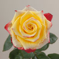 Tavola High & Yellow Flame single rose