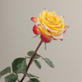 Tavola High & Yellow Flame stem rose