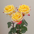 Tavola High & Yellow Flame trio roses