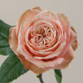 Tavola Kahala single rose
