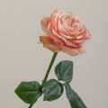 Tavola Kahala stem rose