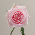 Tavola Luciano single rose