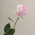 Tavola Luciano stem rose