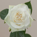 Tavola Moonstone single rose