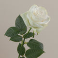 Tavola Moonstone stem rose