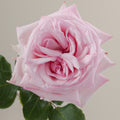 Tavola O Hara single rose