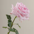 Tavola O Hara stem rose