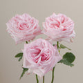 Tavola O Hara trio roses