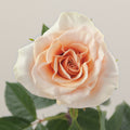 Tavola Phoenix single rose