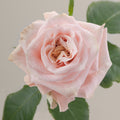 Tavola Shimmer single rose